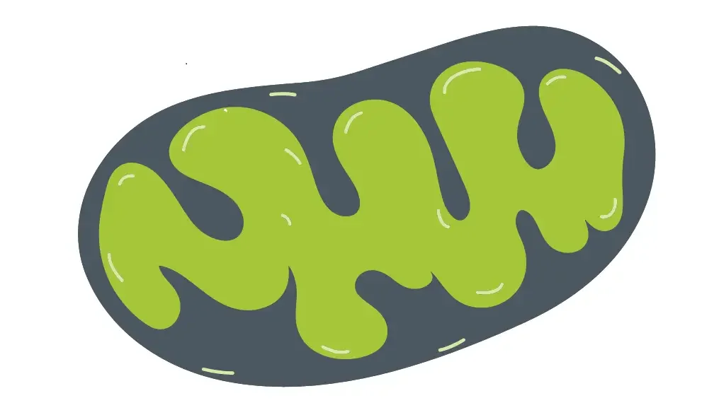 Mitochondriopathie